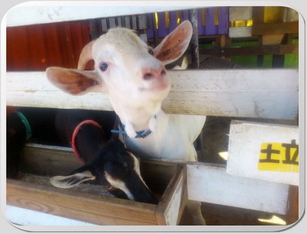 【宜蘭景點推薦】溫馨浪漫的幸福20號農場！有可愛小動物！ @猴屁的異想世界