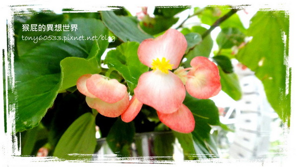 香草菲菲|宜蘭景點推薦!花是愛偶像劇取景地,芳香植物博物館好拍又好逛 @猴屁的異想世界 香草菲菲|宜蘭景點推薦!花是愛偶像劇取景地,芳香植物博物館好拍又好逛 @猴屁的異想世界