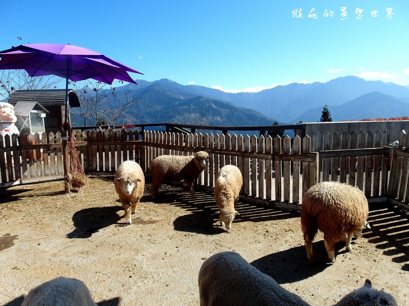 統聯愛旅遊|南投2天1夜清境農場自由行超值套裝行程,國民賓館一泊二食、青青草原、小瑞士花園、合歡山 @猴屁的異想世界 統聯愛旅遊|南投2天1夜清境農場自由行超值套裝行程,國民賓館一泊二食、青青草原、小瑞士花園、合歡山 @猴屁的異想世界