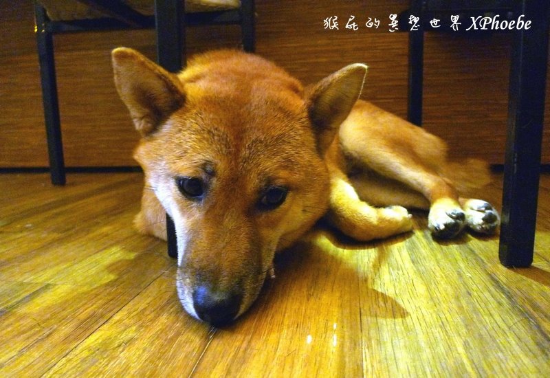養鍋石頭鍋涮涮鍋|台中逢甲平價小火鍋,牛奶鍋湯頭好喝,有超可愛店狗柴犬,寵物友善餐廳 @猴屁的異想世界 養鍋石頭鍋涮涮鍋|台中逢甲平價小火鍋,牛奶鍋湯頭好喝,有超可愛店狗柴犬,寵物友善餐廳 @猴屁的異想世界