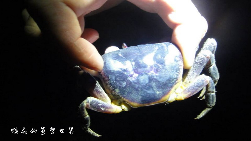 月掬生態旅遊民宿|食尚玩家推薦CP值超高小琉球民宿,2天1夜套裝行程分享 @猴屁的異想世界 月掬生態旅遊民宿|食尚玩家推薦CP值超高小琉球民宿,2天1夜套裝行程分享 @猴屁的異想世界