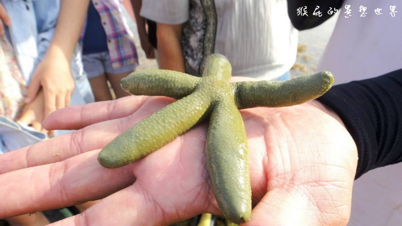 月掬生態旅遊民宿|食尚玩家推薦CP值超高小琉球民宿,2天1夜套裝行程分享 @猴屁的異想世界 月掬生態旅遊民宿|食尚玩家推薦CP值超高小琉球民宿,2天1夜套裝行程分享 @猴屁的異想世界