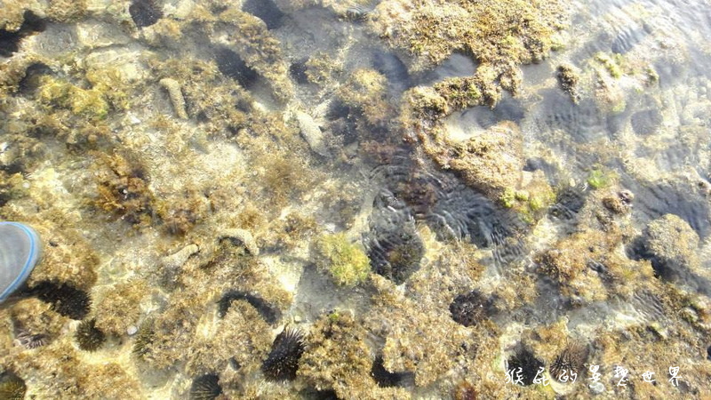 月掬生態旅遊民宿|食尚玩家推薦CP值超高小琉球民宿,2天1夜套裝行程分享 @猴屁的異想世界 月掬生態旅遊民宿|食尚玩家推薦CP值超高小琉球民宿,2天1夜套裝行程分享 @猴屁的異想世界