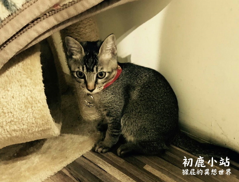 初鹿小站|板橋早午餐推薦,平價美味可帶寵物,店貓店狗超可愛,近捷運新埔站 @猴屁的異想世界 初鹿小站|板橋早午餐推薦,平價美味可帶寵物,店貓店狗超可愛,近捷運新埔站 @猴屁的異想世界