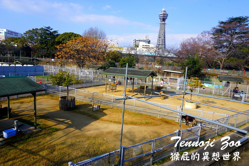天王寺動物園|大阪必訪親子景點,大阪周遊卡免費入園,近通天閣步行5分鐘!動物萌樣超療癒 @猴屁的異想世界 天王寺動物園|大阪必訪親子景點,大阪周遊卡免費入園,近通天閣步行5分鐘!動物萌樣超療癒 @猴屁的異想世界
