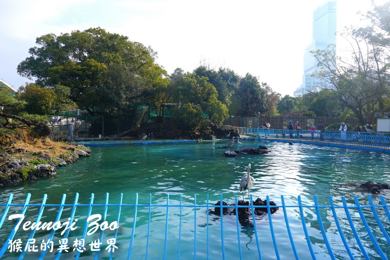 天王寺動物園|大阪必訪親子景點,大阪周遊卡免費入園,近通天閣步行5分鐘!動物萌樣超療癒 @猴屁的異想世界 天王寺動物園|大阪必訪親子景點,大阪周遊卡免費入園,近通天閣步行5分鐘!動物萌樣超療癒 @猴屁的異想世界