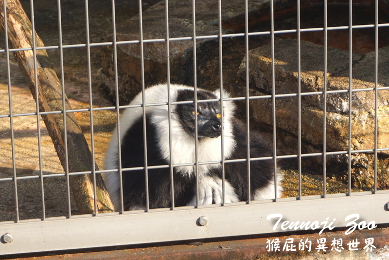 天王寺動物園|大阪必訪親子景點,大阪周遊卡免費入園,近通天閣步行5分鐘!動物萌樣超療癒 @猴屁的異想世界 天王寺動物園|大阪必訪親子景點,大阪周遊卡免費入園,近通天閣步行5分鐘!動物萌樣超療癒 @猴屁的異想世界