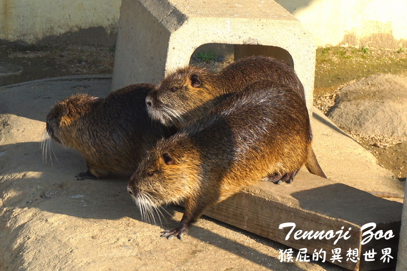 天王寺動物園|大阪必訪親子景點,大阪周遊卡免費入園,近通天閣步行5分鐘!動物萌樣超療癒 @猴屁的異想世界 天王寺動物園|大阪必訪親子景點,大阪周遊卡免費入園,近通天閣步行5分鐘!動物萌樣超療癒 @猴屁的異想世界