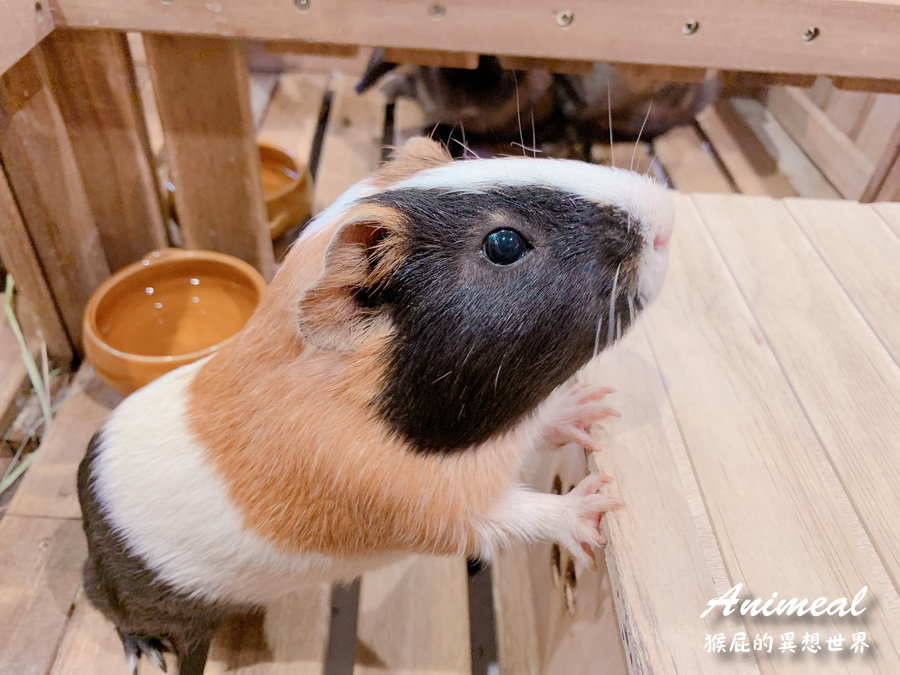 【日本大阪咖啡廳】超療癒大阪水豚君咖啡廳Animeal，可以跟動物互動的咖啡廳！大阪超可愛迷你動物園咖啡廳！ @猴屁的異想世界