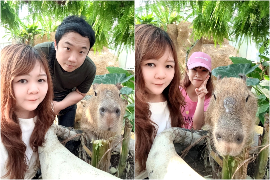 蘭陽動植物王國|宜蘭親子景點推薦!近距離餵草泥馬、摸水豚、看樹懶,超萌動物互動樂園 @猴屁的異想世界 蘭陽動植物王國|宜蘭親子景點推薦!近距離餵草泥馬、摸水豚、看樹懶,超萌動物互動樂園 @猴屁的異想世界