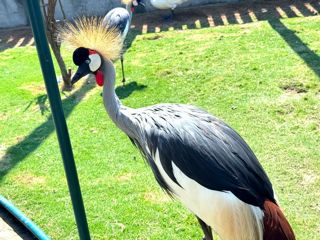九九峰動物樂園|南投親子景點推薦!笑笑羊、鸚鵡近距離互動,還有恐龍園區、美食街超豐富 @猴屁的異想世界 九九峰動物樂園|南投親子景點推薦!笑笑羊、鸚鵡近距離互動,還有恐龍園區、美食街超豐富 @猴屁的異想世界