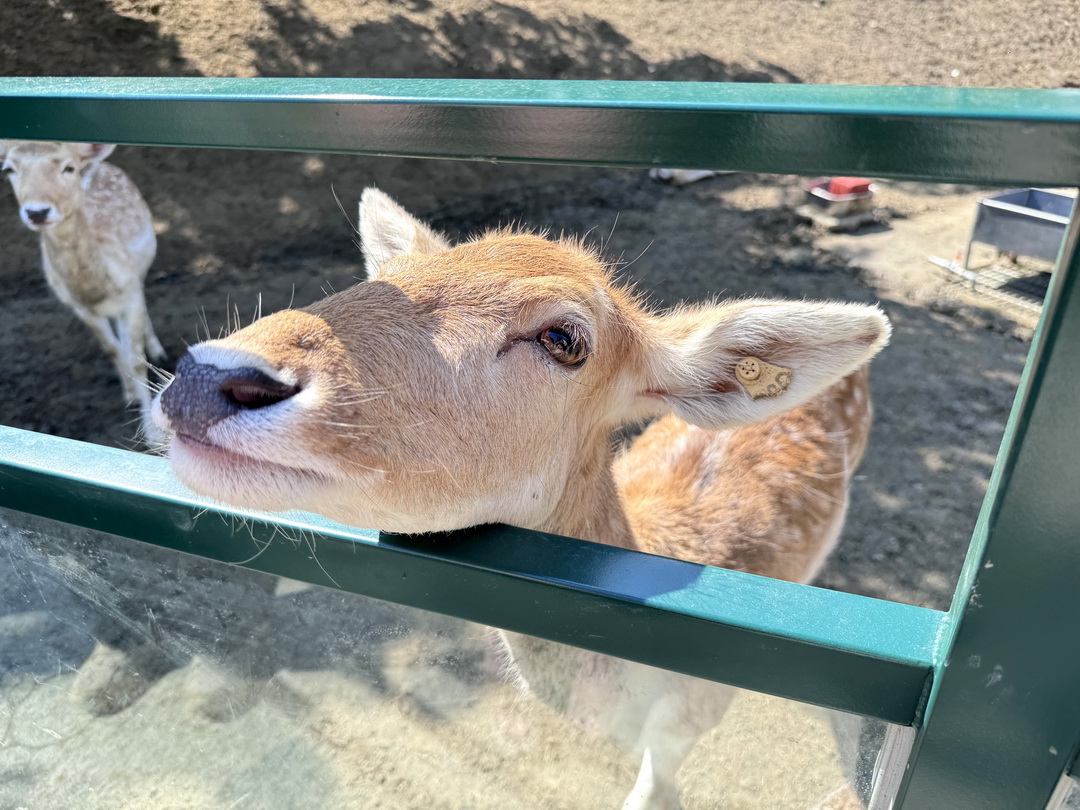 九九峰動物樂園|南投親子景點推薦!笑笑羊、鸚鵡近距離互動,還有恐龍園區、美食街超豐富 @猴屁的異想世界 九九峰動物樂園|南投親子景點推薦!笑笑羊、鸚鵡近距離互動,還有恐龍園區、美食街超豐富 @猴屁的異想世界