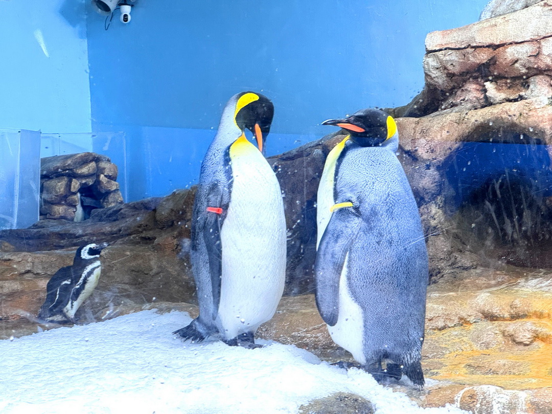 Xpark水族館|桃園必訪水族館,企鵝奇遇、戶外園區、表演時間全攻略 @猴屁的異想世界 Xpark水族館|桃園必訪水族館,企鵝奇遇、戶外園區、表演時間全攻略 @猴屁的異想世界