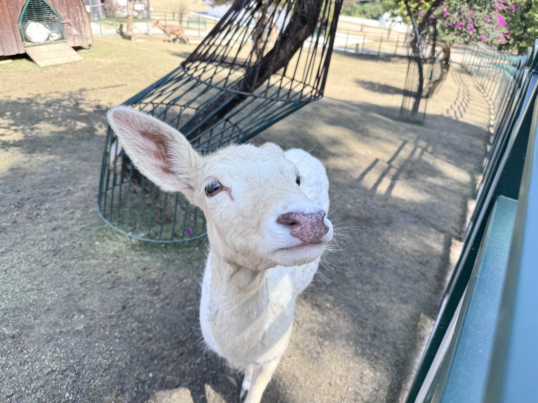 九九峰動物樂園|南投親子景點推薦!笑笑羊、鸚鵡近距離互動,還有恐龍園區、美食街超豐富 @猴屁的異想世界 九九峰動物樂園|南投親子景點推薦!笑笑羊、鸚鵡近距離互動,還有恐龍園區、美食街超豐富 @猴屁的異想世界