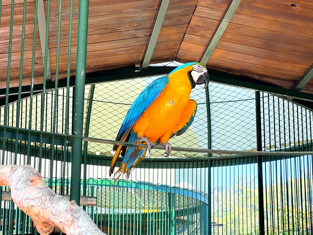 九九峰動物樂園|南投親子景點推薦!笑笑羊、鸚鵡近距離互動,還有恐龍園區、美食街超豐富 @猴屁的異想世界 九九峰動物樂園|南投親子景點推薦!笑笑羊、鸚鵡近距離互動,還有恐龍園區、美食街超豐富 @猴屁的異想世界