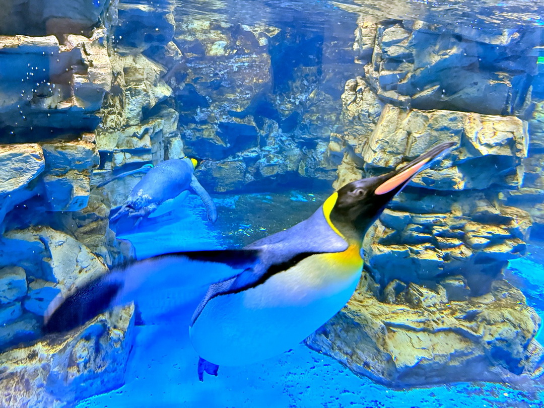 Xpark水族館|桃園必訪水族館,企鵝奇遇、戶外園區、表演時間全攻略 @猴屁的異想世界 Xpark水族館|桃園必訪水族館,企鵝奇遇、戶外園區、表演時間全攻略 @猴屁的異想世界