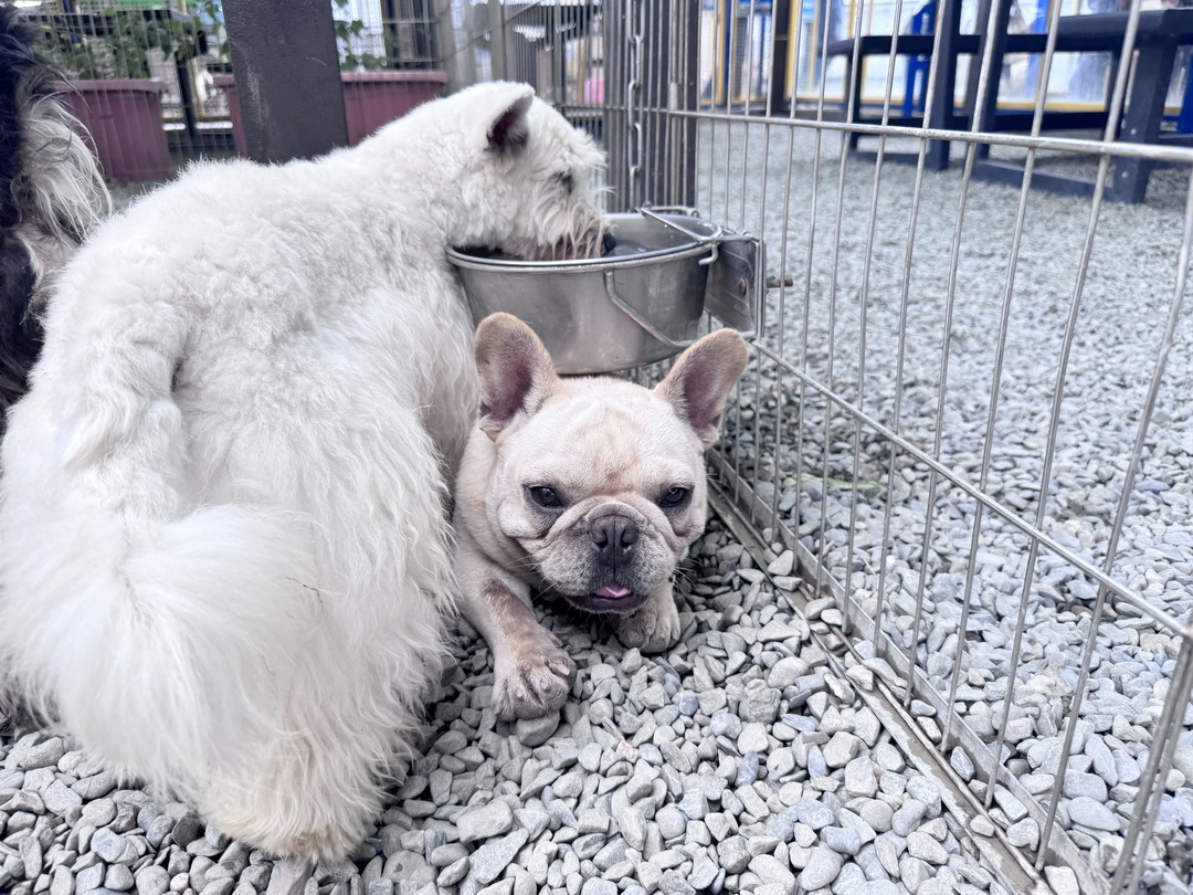 嘎逼&牛奶互動園區|高雄親子景點推薦,水豚、草泥馬、狐蒙、貓狗互動超療癒 @猴屁的異想世界 嘎逼&牛奶互動園區|高雄親子景點推薦,水豚、草泥馬、狐蒙、貓狗互動超療癒 @猴屁的異想世界