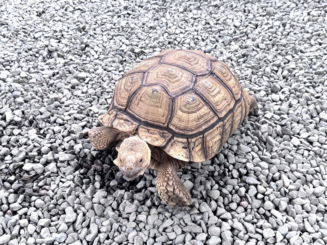 嘎逼&牛奶互動園區|高雄親子景點推薦,水豚、草泥馬、狐蒙、貓狗互動超療癒 @猴屁的異想世界 嘎逼&牛奶互動園區|高雄親子景點推薦,水豚、草泥馬、狐蒙、貓狗互動超療癒 @猴屁的異想世界