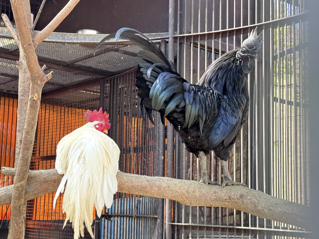 九九峰動物樂園|南投親子景點推薦!笑笑羊、鸚鵡近距離互動,還有恐龍園區、美食街超豐富 @猴屁的異想世界 九九峰動物樂園|南投親子景點推薦!笑笑羊、鸚鵡近距離互動,還有恐龍園區、美食街超豐富 @猴屁的異想世界