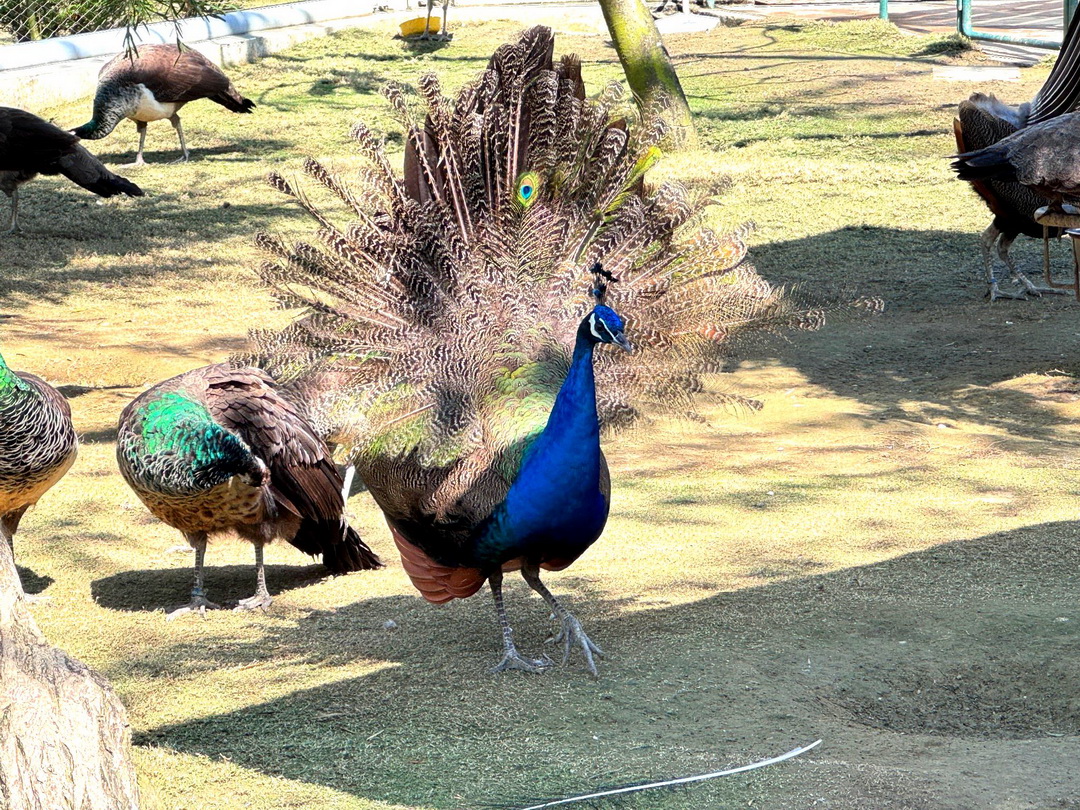 九九峰動物樂園|南投親子景點推薦!笑笑羊、鸚鵡近距離互動,還有恐龍園區、美食街超豐富 @猴屁的異想世界 九九峰動物樂園|南投親子景點推薦!笑笑羊、鸚鵡近距離互動,還有恐龍園區、美食街超豐富 @猴屁的異想世界