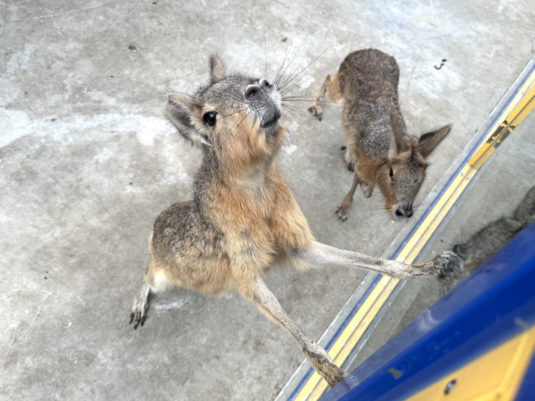 嘎逼&牛奶互動園區|高雄親子景點推薦,水豚、草泥馬、狐蒙、貓狗互動超療癒 @猴屁的異想世界 嘎逼&牛奶互動園區|高雄親子景點推薦,水豚、草泥馬、狐蒙、貓狗互動超療癒 @猴屁的異想世界