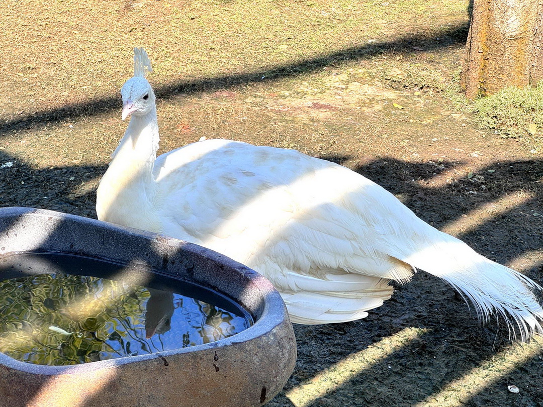 九九峰動物樂園|南投親子景點推薦!笑笑羊、鸚鵡近距離互動,還有恐龍園區、美食街超豐富 @猴屁的異想世界 九九峰動物樂園|南投親子景點推薦!笑笑羊、鸚鵡近距離互動,還有恐龍園區、美食街超豐富 @猴屁的異想世界
