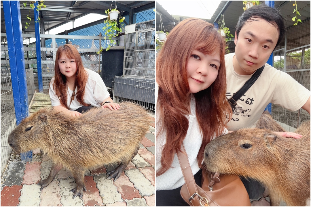嘎逼&牛奶互動園區|高雄親子景點推薦,水豚、草泥馬、狐蒙、貓狗互動超療癒 @猴屁的異想世界 嘎逼&牛奶互動園區|高雄親子景點推薦,水豚、草泥馬、狐蒙、貓狗互動超療癒 @猴屁的異想世界