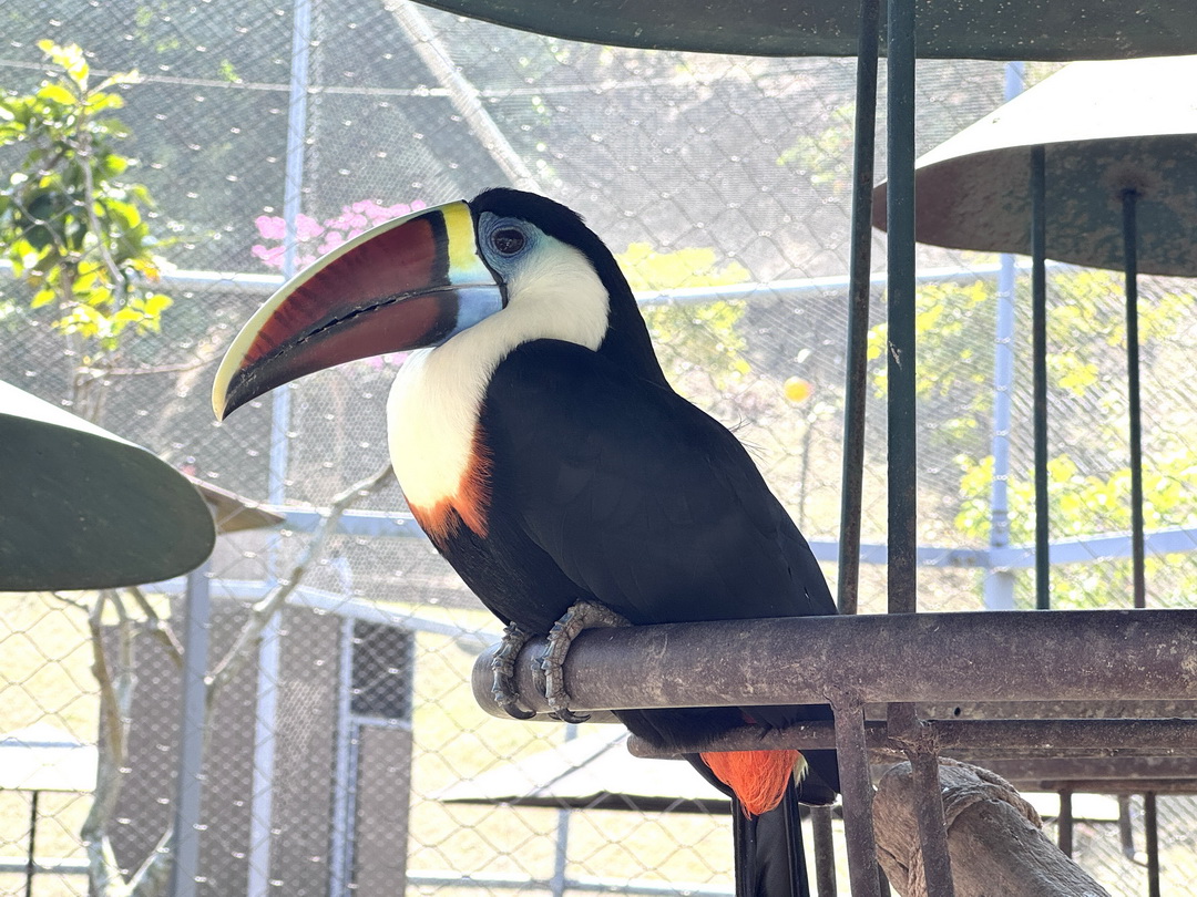 九九峰動物樂園|南投親子景點推薦!笑笑羊、鸚鵡近距離互動,還有恐龍園區、美食街超豐富 @猴屁的異想世界 九九峰動物樂園|南投親子景點推薦!笑笑羊、鸚鵡近距離互動,還有恐龍園區、美食街超豐富 @猴屁的異想世界