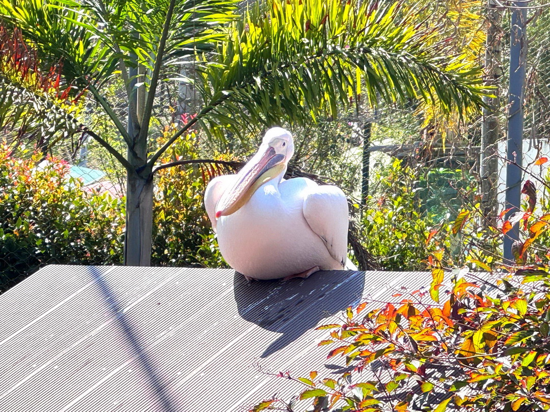 九九峰動物樂園|南投親子景點推薦!笑笑羊、鸚鵡近距離互動,還有恐龍園區、美食街超豐富 @猴屁的異想世界 九九峰動物樂園|南投親子景點推薦!笑笑羊、鸚鵡近距離互動,還有恐龍園區、美食街超豐富 @猴屁的異想世界