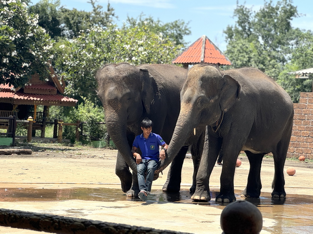 泰國北碧府一日遊｜野生動物園餵長頸鹿、看大象鱷魚表演，死亡鐵路＆桂河大橋拍照 @猴屁的異想世界