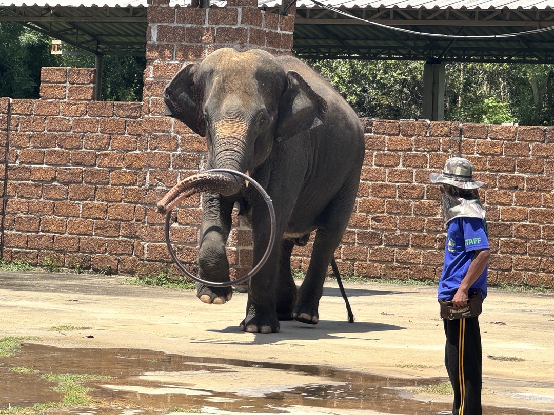 泰國北碧府一日遊｜野生動物園餵長頸鹿、看大象鱷魚表演，死亡鐵路＆桂河大橋拍照 @猴屁的異想世界