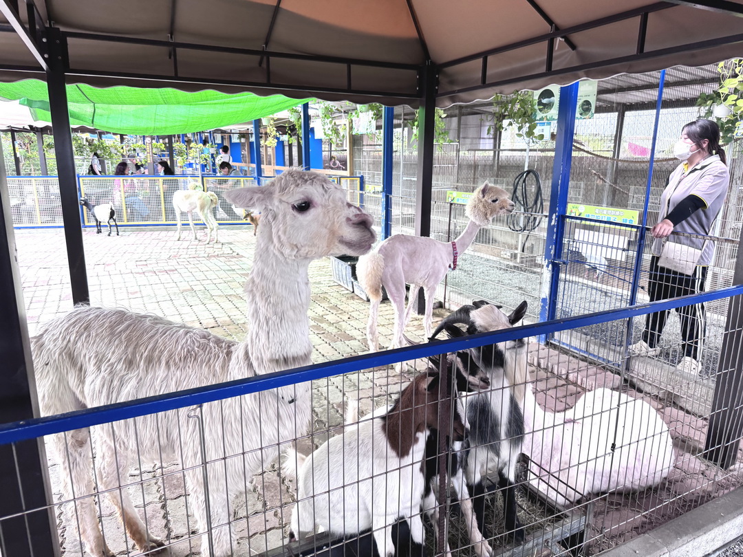 嘎逼&牛奶互動園區|高雄親子景點推薦,水豚、草泥馬、狐蒙、貓狗互動超療癒 @猴屁的異想世界 嘎逼&牛奶互動園區|高雄親子景點推薦,水豚、草泥馬、狐蒙、貓狗互動超療癒 @猴屁的異想世界