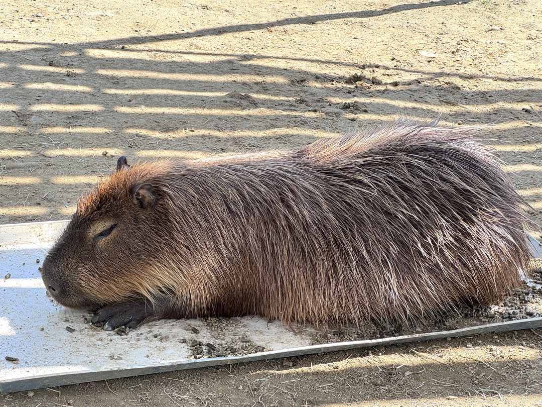 九九峰動物樂園|南投親子景點推薦!笑笑羊、鸚鵡近距離互動,還有恐龍園區、美食街超豐富 @猴屁的異想世界 九九峰動物樂園|南投親子景點推薦!笑笑羊、鸚鵡近距離互動,還有恐龍園區、美食街超豐富 @猴屁的異想世界