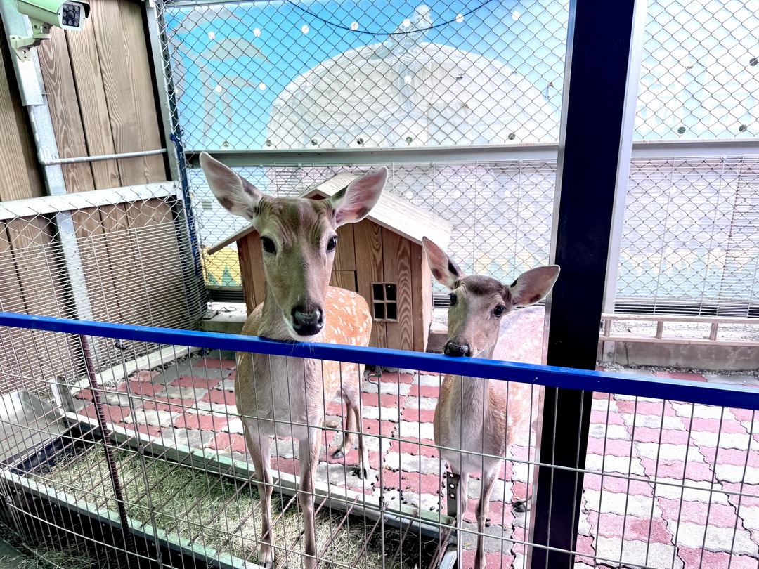 嘎逼&牛奶互動園區|高雄親子景點推薦,水豚、草泥馬、狐蒙、貓狗互動超療癒 @猴屁的異想世界 嘎逼&牛奶互動園區|高雄親子景點推薦,水豚、草泥馬、狐蒙、貓狗互動超療癒 @猴屁的異想世界