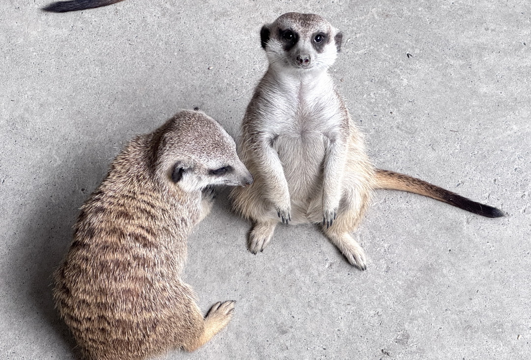 嘎逼&牛奶互動園區|高雄親子景點推薦,水豚、草泥馬、狐蒙、貓狗互動超療癒 @猴屁的異想世界 嘎逼&牛奶互動園區|高雄親子景點推薦,水豚、草泥馬、狐蒙、貓狗互動超療癒 @猴屁的異想世界