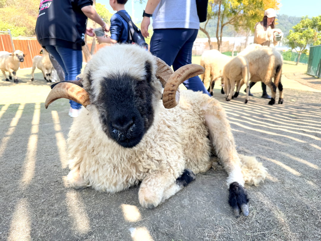 九九峰動物樂園|南投親子景點推薦!笑笑羊、鸚鵡近距離互動,還有恐龍園區、美食街超豐富 @猴屁的異想世界 九九峰動物樂園|南投親子景點推薦!笑笑羊、鸚鵡近距離互動,還有恐龍園區、美食街超豐富 @猴屁的異想世界