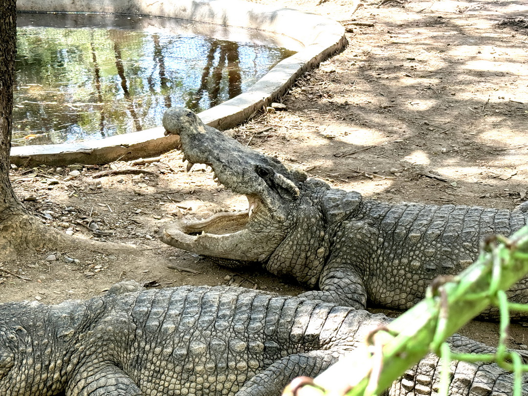 泰國北碧府一日遊｜野生動物園餵長頸鹿、看大象鱷魚表演，死亡鐵路＆桂河大橋拍照 @猴屁的異想世界