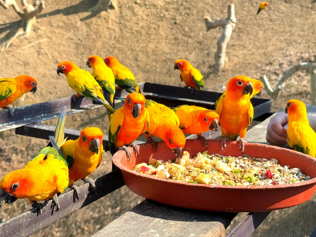 九九峰動物樂園|南投親子景點推薦!笑笑羊、鸚鵡近距離互動,還有恐龍園區、美食街超豐富 @猴屁的異想世界 九九峰動物樂園|南投親子景點推薦!笑笑羊、鸚鵡近距離互動,還有恐龍園區、美食街超豐富 @猴屁的異想世界