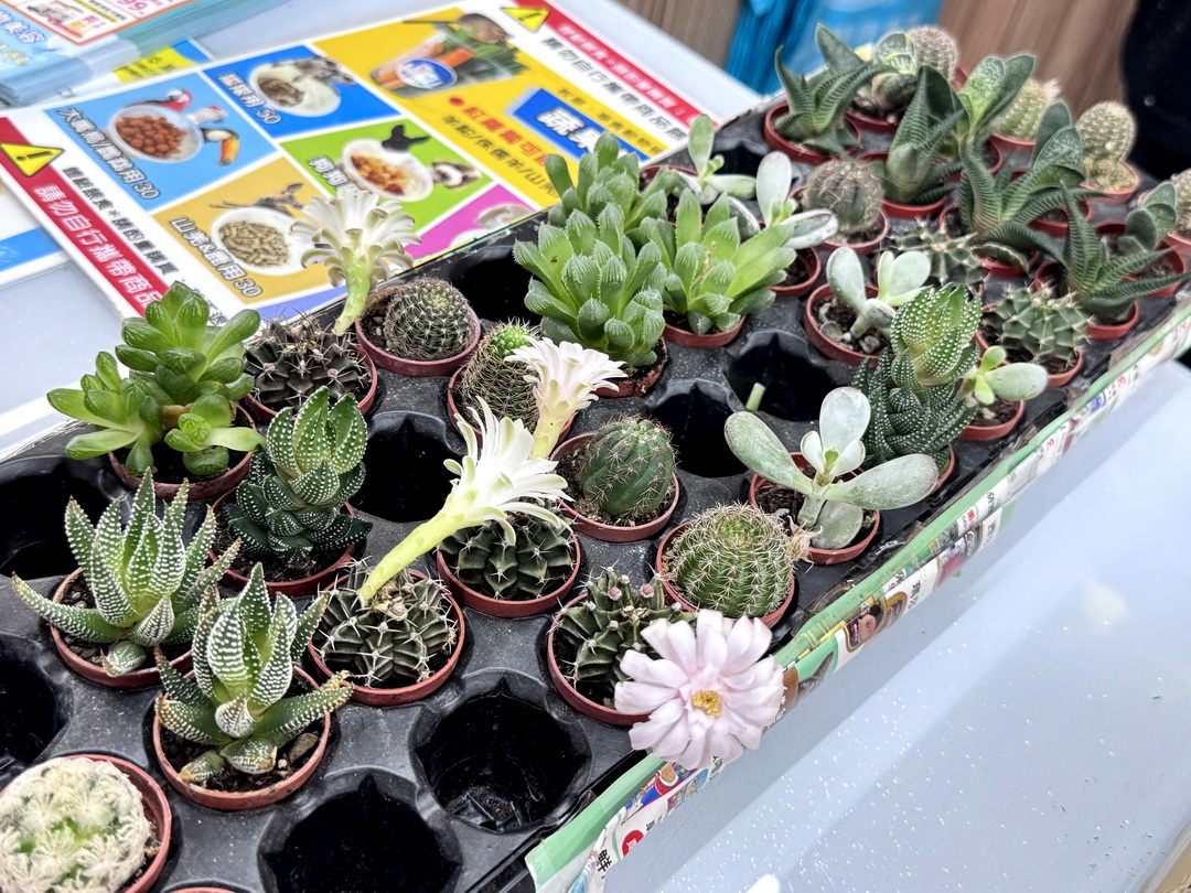 嘎逼&牛奶互動園區|高雄親子景點推薦,水豚、草泥馬、狐蒙、貓狗互動超療癒 @猴屁的異想世界 嘎逼&牛奶互動園區|高雄親子景點推薦,水豚、草泥馬、狐蒙、貓狗互動超療癒 @猴屁的異想世界