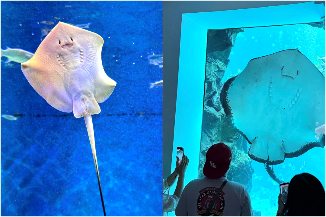 Xpark水族館|桃園必訪水族館,企鵝奇遇、戶外園區、表演時間全攻略 @猴屁的異想世界 Xpark水族館|桃園必訪水族館,企鵝奇遇、戶外園區、表演時間全攻略 @猴屁的異想世界