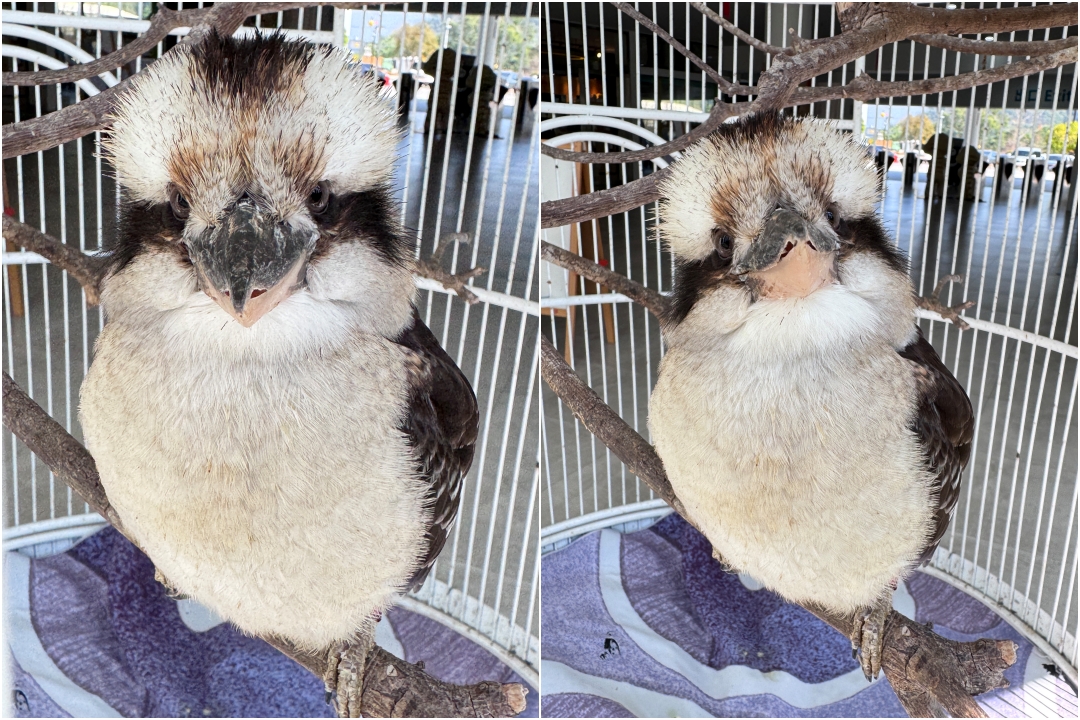 九九峰動物樂園|南投親子景點推薦!笑笑羊、鸚鵡近距離互動,還有恐龍園區、美食街超豐富 @猴屁的異想世界 九九峰動物樂園|南投親子景點推薦!笑笑羊、鸚鵡近距離互動,還有恐龍園區、美食街超豐富 @猴屁的異想世界