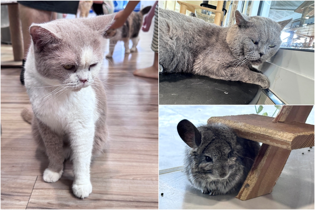 嘎逼&牛奶互動園區|高雄親子景點推薦,水豚、草泥馬、狐蒙、貓狗互動超療癒 @猴屁的異想世界 嘎逼&牛奶互動園區|高雄親子景點推薦,水豚、草泥馬、狐蒙、貓狗互動超療癒 @猴屁的異想世界