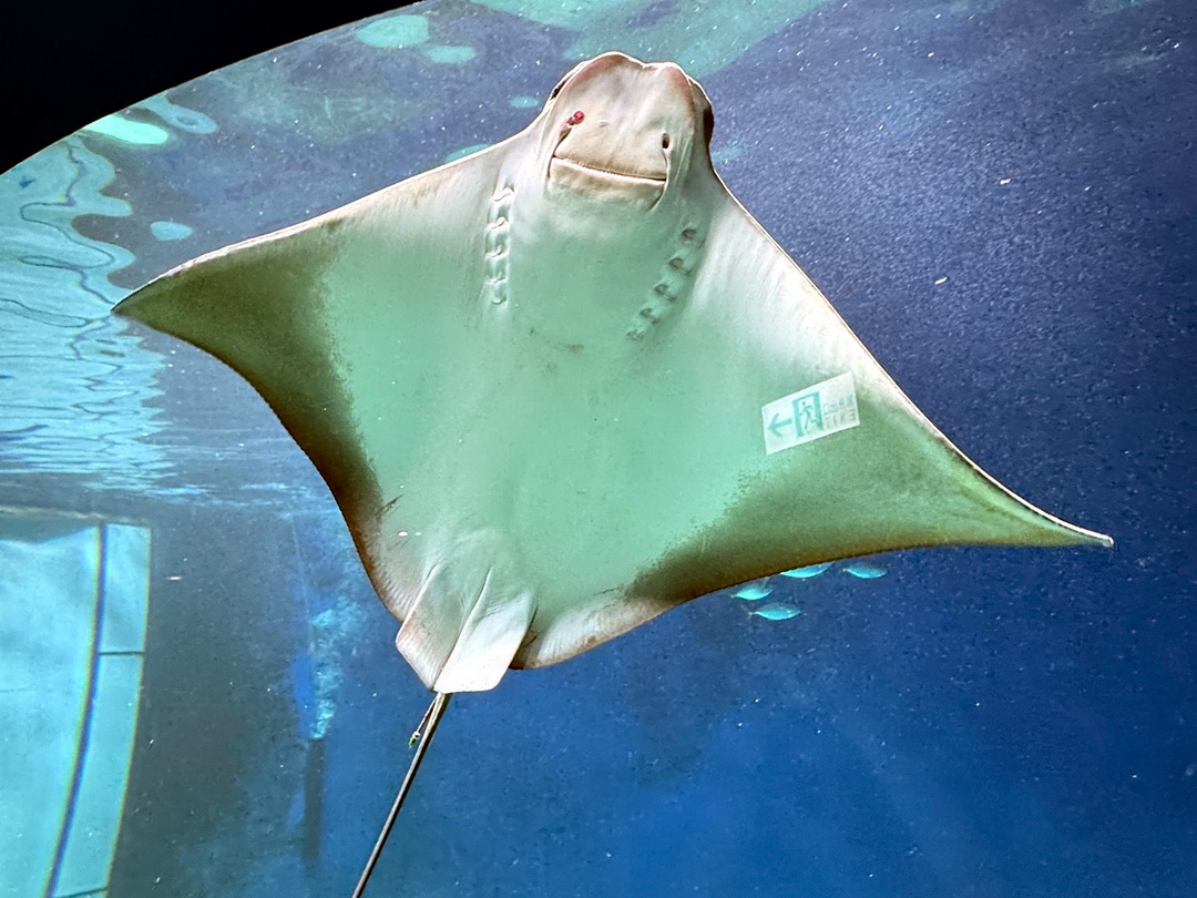 Xpark水族館|桃園必訪水族館,企鵝奇遇、戶外園區、表演時間全攻略 @猴屁的異想世界 Xpark水族館|桃園必訪水族館,企鵝奇遇、戶外園區、表演時間全攻略 @猴屁的異想世界