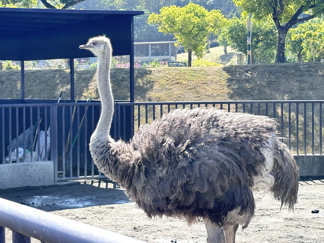 九九峰動物樂園|南投親子景點推薦!笑笑羊、鸚鵡近距離互動,還有恐龍園區、美食街超豐富 @猴屁的異想世界 九九峰動物樂園|南投親子景點推薦!笑笑羊、鸚鵡近距離互動,還有恐龍園區、美食街超豐富 @猴屁的異想世界