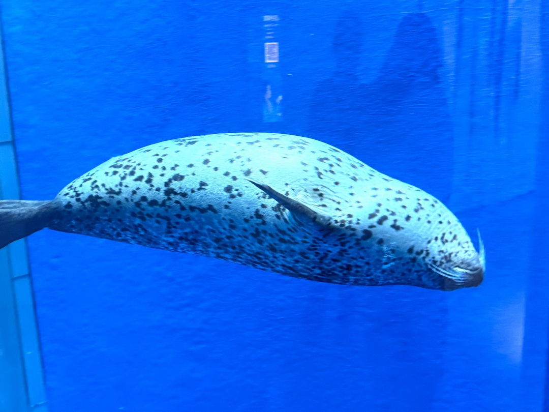 Xpark水族館|桃園必訪水族館,企鵝奇遇、戶外園區、表演時間全攻略 @猴屁的異想世界 Xpark水族館|桃園必訪水族館,企鵝奇遇、戶外園區、表演時間全攻略 @猴屁的異想世界