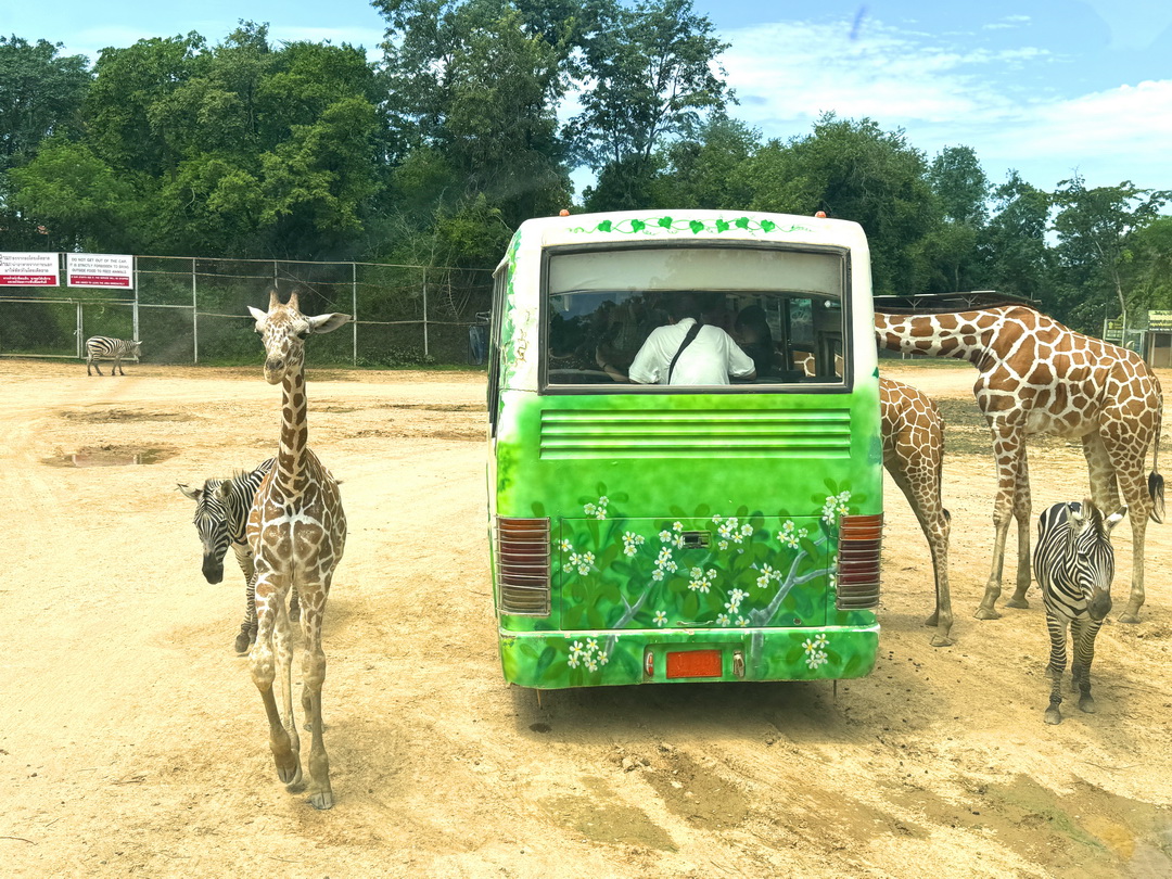 泰國北碧府一日遊｜野生動物園餵長頸鹿、看大象鱷魚表演，死亡鐵路＆桂河大橋拍照 @猴屁的異想世界