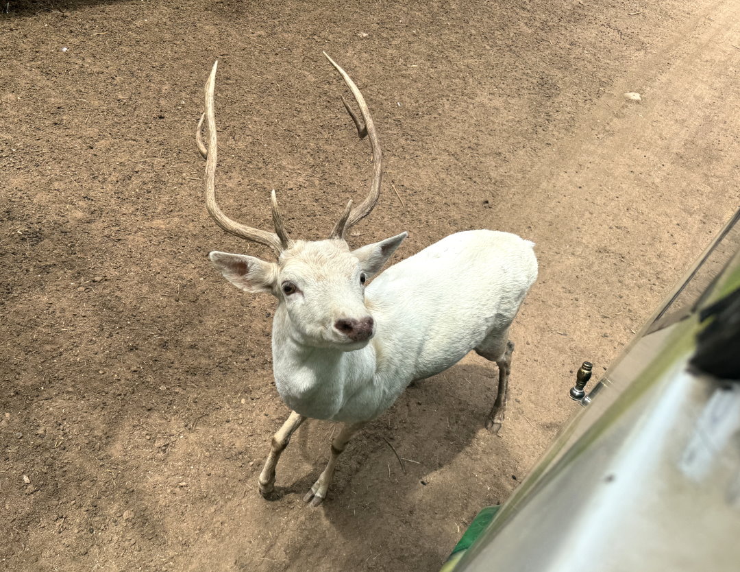 泰國北碧府一日遊｜野生動物園餵長頸鹿、看大象鱷魚表演，死亡鐵路＆桂河大橋拍照 @猴屁的異想世界