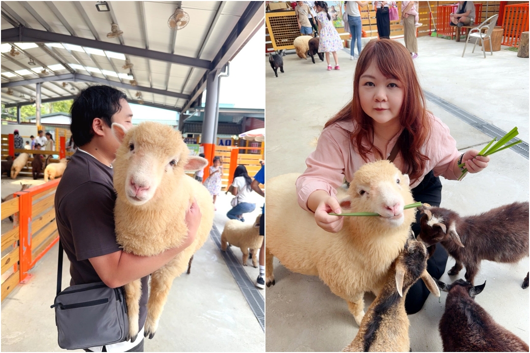 【苗栗景點】童萌農場|羊咩咩可以抱,狐獴、斑點駱馬、迷你豬,門票可折抵伴手禮 @猴屁的異想世界 【苗栗景點】童萌農場|羊咩咩可以抱,狐獴、斑點駱馬、迷你豬,門票可折抵伴手禮 @猴屁的異想世界