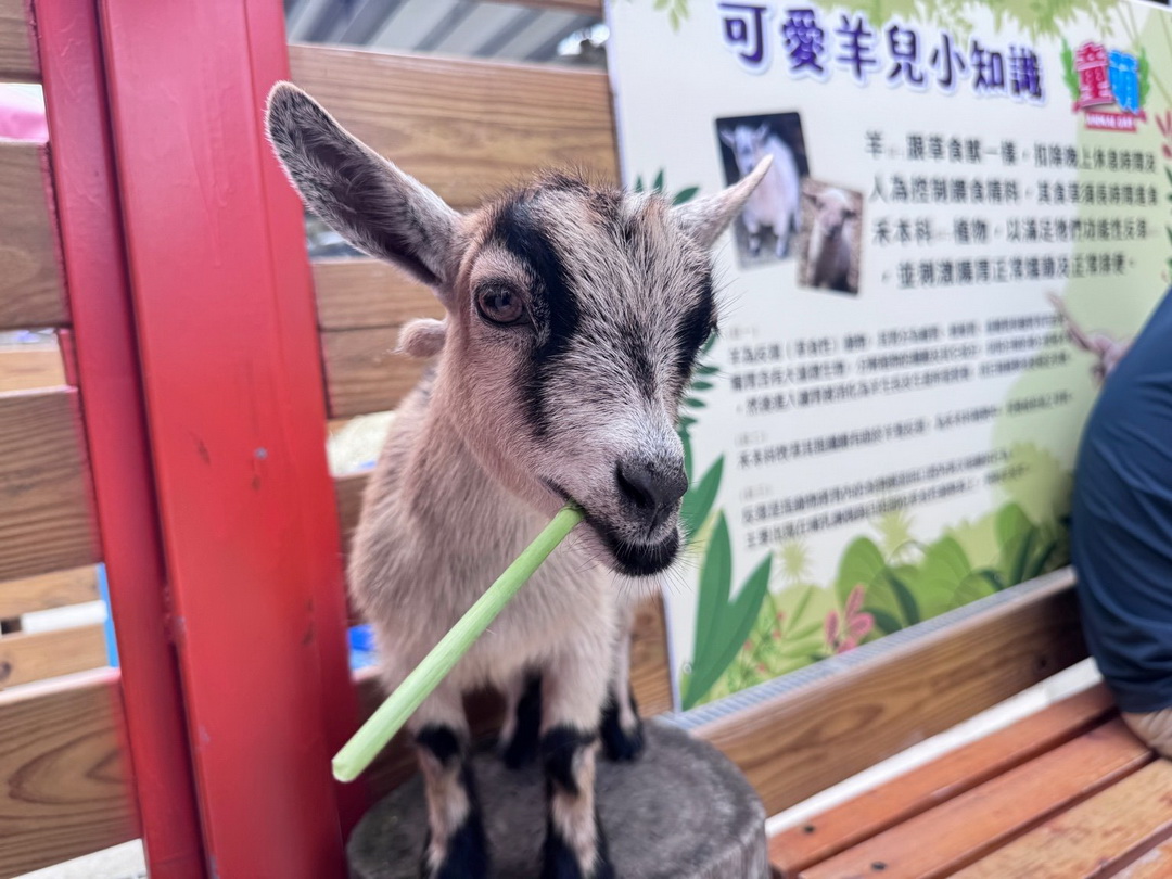 【苗栗景點】童萌農場|羊咩咩可以抱,狐獴、斑點駱馬、迷你豬,門票可折抵伴手禮 @猴屁的異想世界 【苗栗景點】童萌農場|羊咩咩可以抱,狐獴、斑點駱馬、迷你豬,門票可折抵伴手禮 @猴屁的異想世界