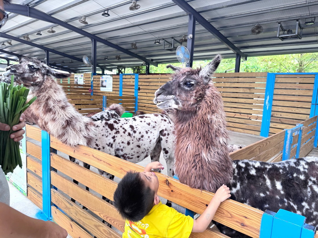 【苗栗景點】童萌農場|羊咩咩可以抱,狐獴、斑點駱馬、迷你豬,門票可折抵伴手禮 @猴屁的異想世界 【苗栗景點】童萌農場|羊咩咩可以抱,狐獴、斑點駱馬、迷你豬,門票可折抵伴手禮 @猴屁的異想世界